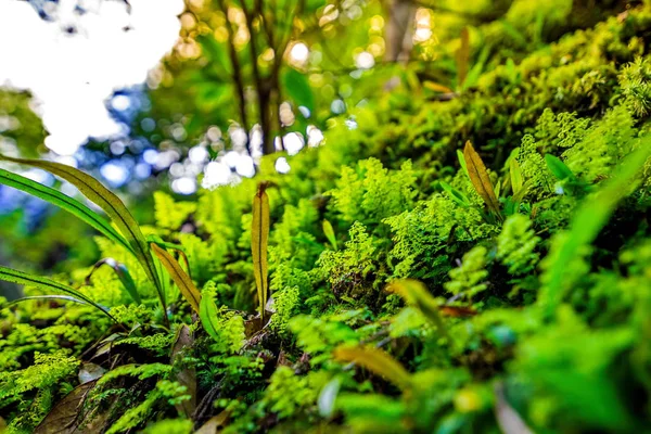 Primer Plano Las Hojas Helecho Verde Bosque — Foto de Stock