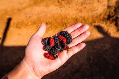 Dut kadar elinde kapatın