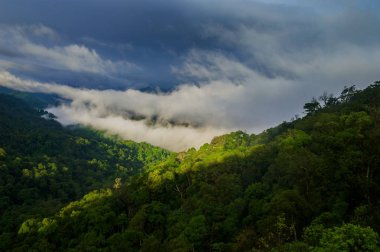 Yağmur sonra tropikal orman