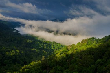 Yağmur sonra tropikal orman