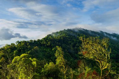 Yağmur sonra tropikal orman