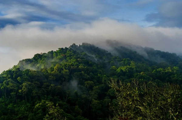 Bosque tropical después de la lluvia — Foto de Stock