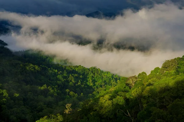 Tropisk skog efter regn — Stockfoto