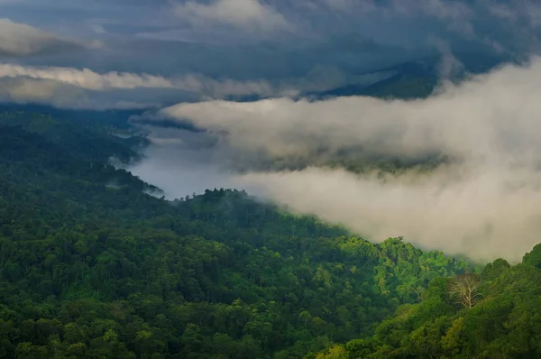 雨の後の熱帯林 — ストック写真