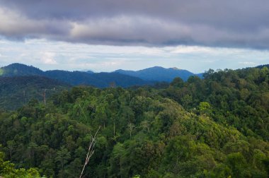 tropik yağmur ormanı