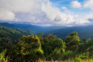 tropik yağmur ormanı