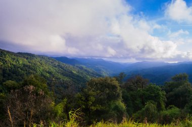 tropik yağmur ormanı