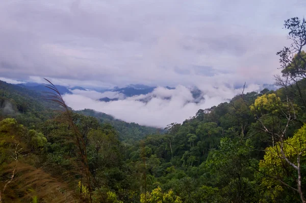 Lasu tropikalnego — Zdjęcie stockowe
