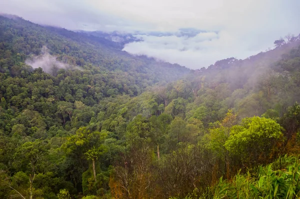 Tropik yağmur ormanı — Stok fotoğraf