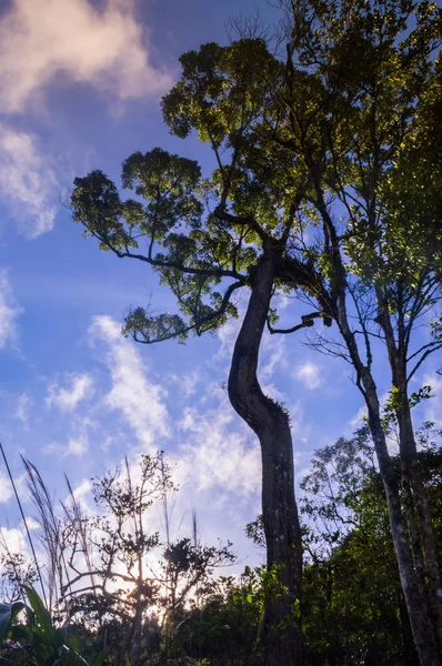 Árvore e ramos de árvore sobre a cabeça — Fotografia de Stock