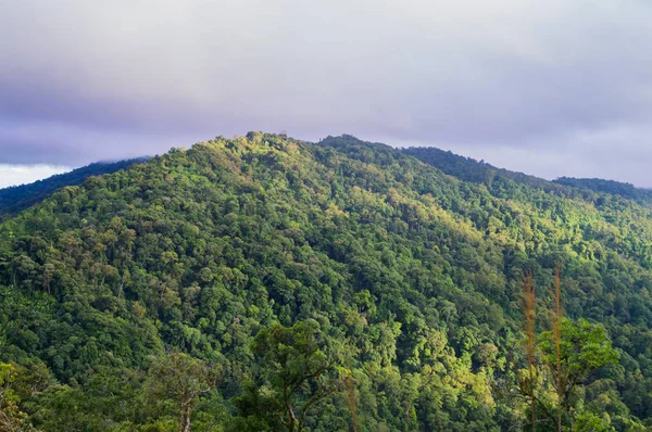 Tropischer Regenwald — Stockfoto