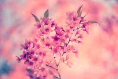 kiraz Pembe çiçek Bahar, vintage pastel renk filtresi