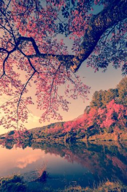 kiraz Pembe çiçek Bahar, vintage pastel renk filtresi