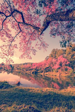 kiraz Pembe çiçek Bahar, vintage pastel renk filtresi