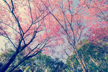 kiraz Pembe çiçek Bahar, vintage pastel renk filtresi