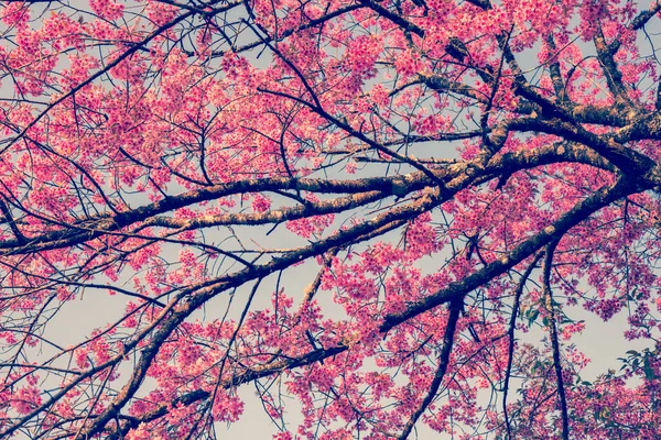 Вишнева рожева квітка навесні, вінтажний пастельний кольоровий фільтр — стокове фото