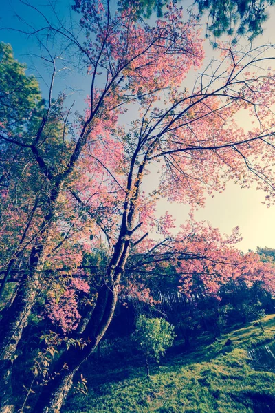 Cherry pink flower in spring, vintage pastel color filter — Stock Photo, Image