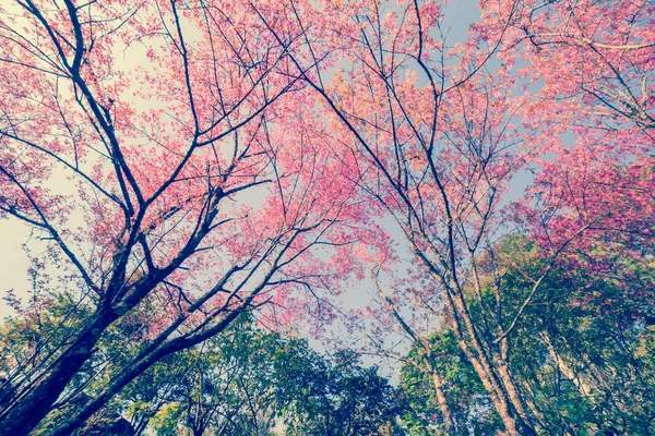 kiraz Pembe çiçek Bahar, vintage pastel renk filtresi