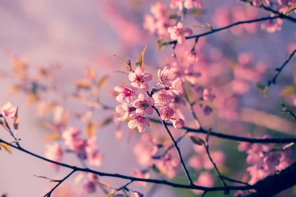 Вишнева рожева квітка навесні, вінтажний пастельний кольоровий фільтр — стокове фото