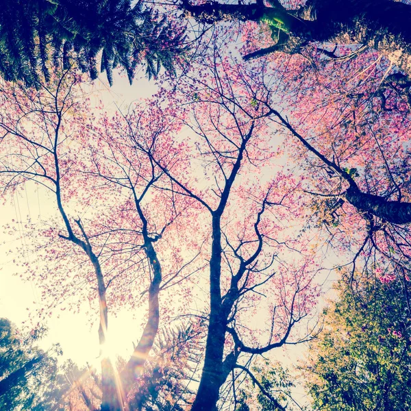 Třešně růžový květ v jaro, vintage pastelové barvy filtru — Stock fotografie