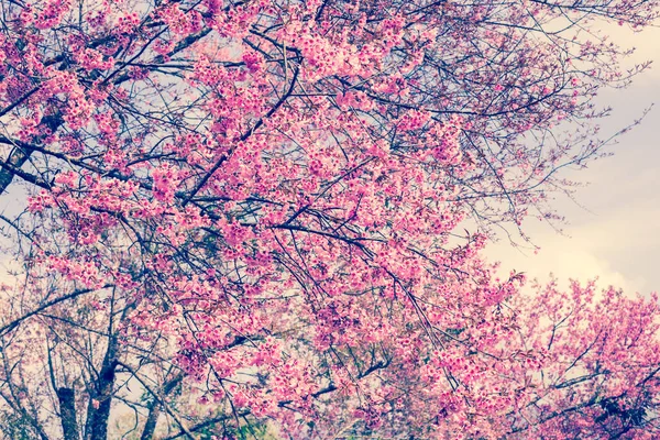 Akura квітка або Cherry Blossom з красива природа фоновому режимі — стокове фото
