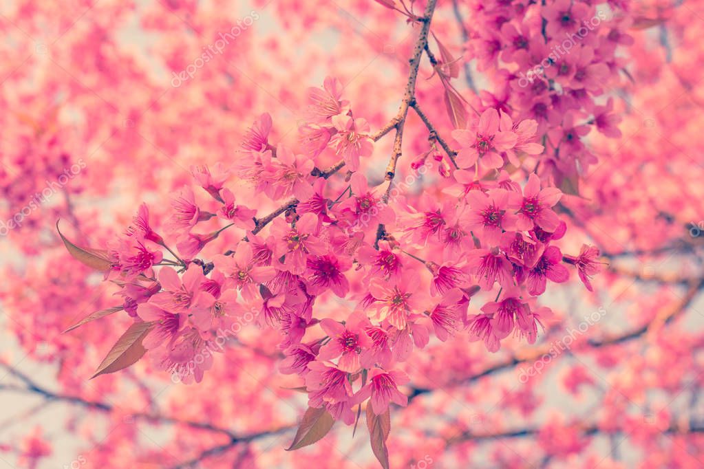 cerise fleur rose au printemps, vintage filtre couleur ...