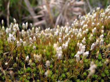 Sporogonia sphagnum moss üzerinde ince kaynaklanıyor, makro fotoğraf