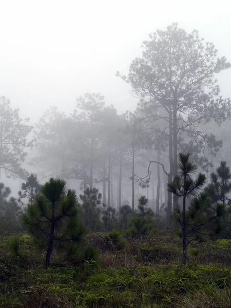 Pine forests on high mountain in Thailand. — Stock Photo, Image