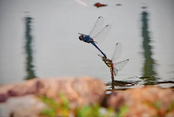 Dragonflies in tandem — Stock Photo, Image