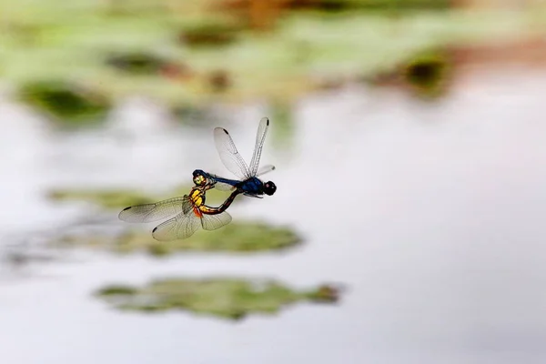 Dragonflies in tandem — Stock Photo, Image