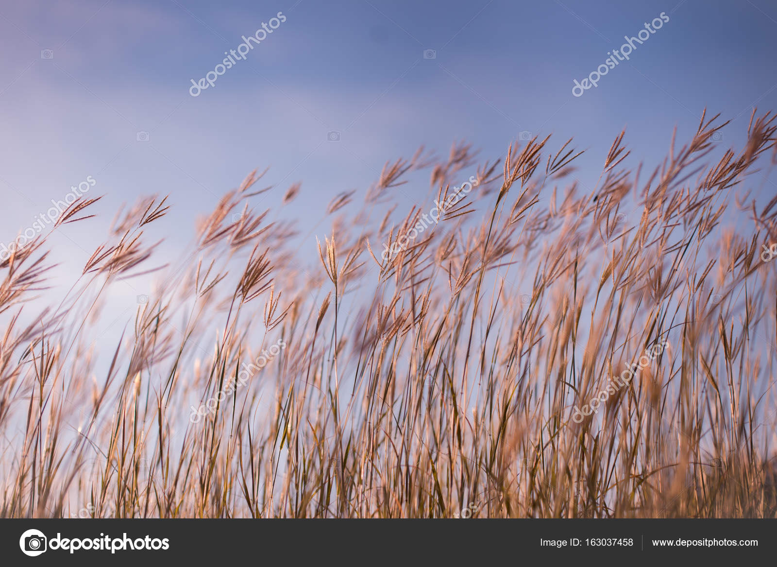 Колосок стебли. Колосья в вазе. Стебель с колосом 4 буквы. Рожь. Стебли цветы листья ржи и пшеницы раскраска.