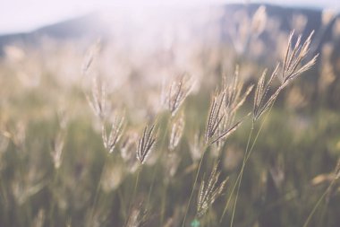 Güzel doğa manzara dağ çayır. Çim closeup güneş ışınları ile