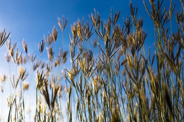 Güzel doğa manzara dağ çayır. Çim closeup güneş ışınları ile