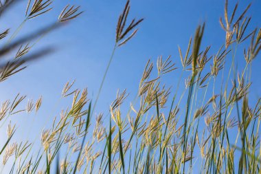 Güzel doğa manzara dağ çayır. Çim closeup güneş ışınları ile