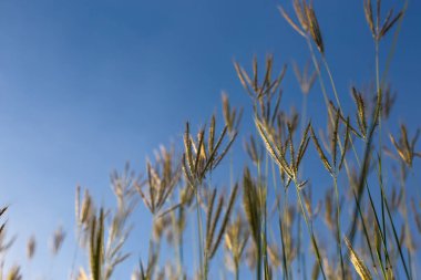 Güzel doğa manzara dağ çayır. Çim closeup güneş ışınları ile