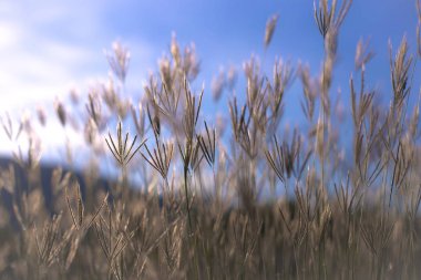 Güzel doğa manzara - Alpin çayır