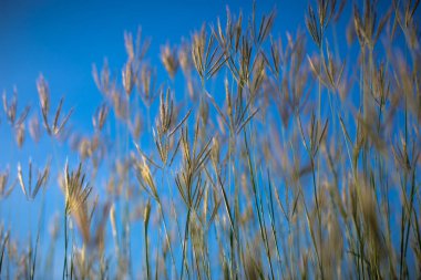 Güzel doğa manzara - Alpin çayır