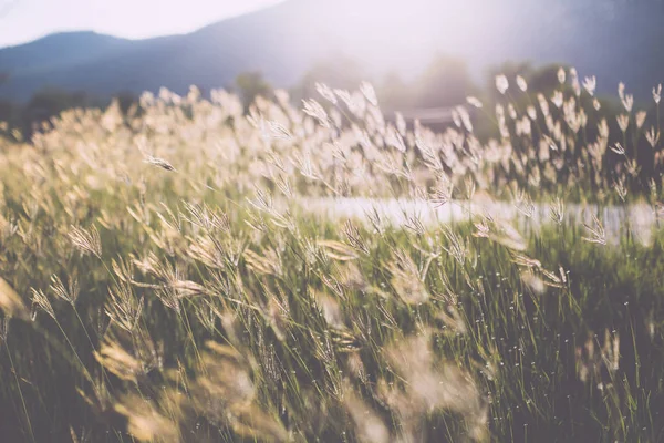 Schöne Naturlandschaft Almwiesen. Nahaufnahme von Gras mit Sonnenstrahlen — Stockfoto