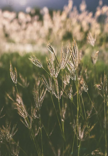 Güzel doğa manzara dağ çayır. Çim closeup güneş ışınları ile