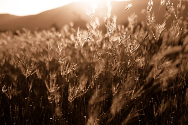 美しい自然の風景 - 高山草原 — ストック写真