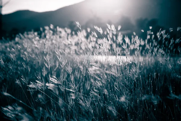 Wspaniała przyroda - alpejska łąka — Zdjęcie stockowe