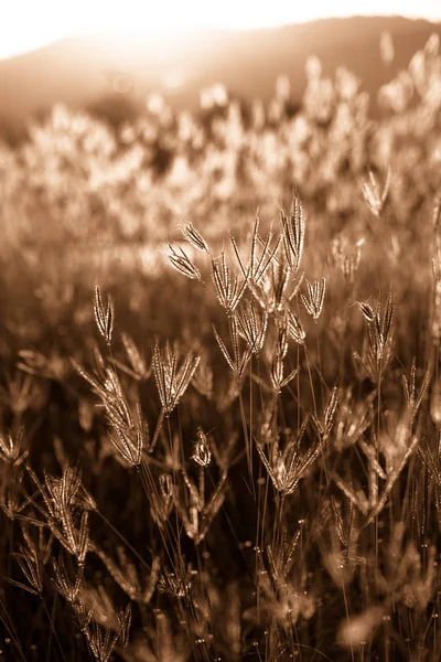 美しい自然の風景 - 高山草原 — ストック写真