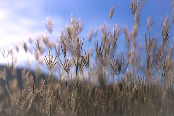 Güzel doğa manzara - Alpin çayır