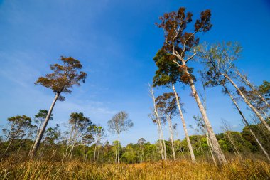 Çayırlar ve çam ormanlar