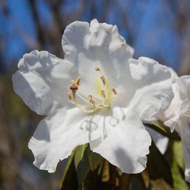 Beyaz açelya çiçek