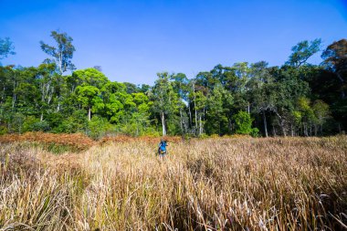 Çayırlar ve çam ormanlar
