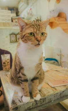 Bengal kedi arka planlar