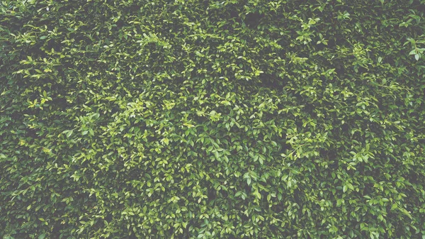 Πράσινο φύλλο φυτού τοίχου — Φωτογραφία Αρχείου