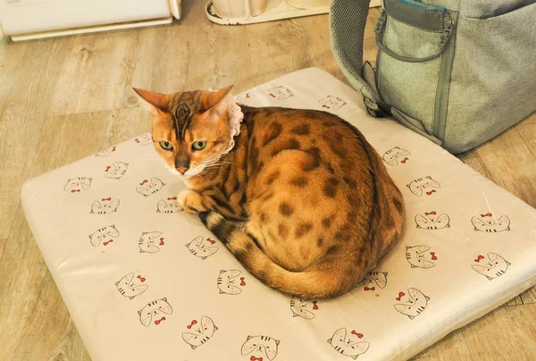 Bengal cat Hintergründe — Stockfoto