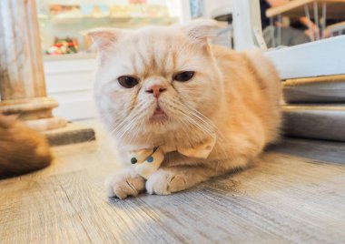 Güzel kısa saç kedi